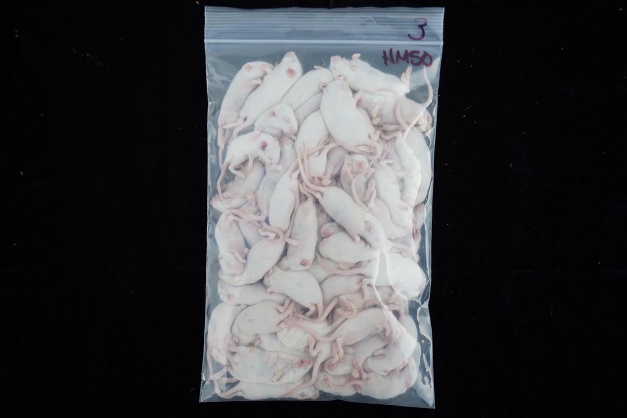 Cold Blooded Cafe Hopper Mice 25ct